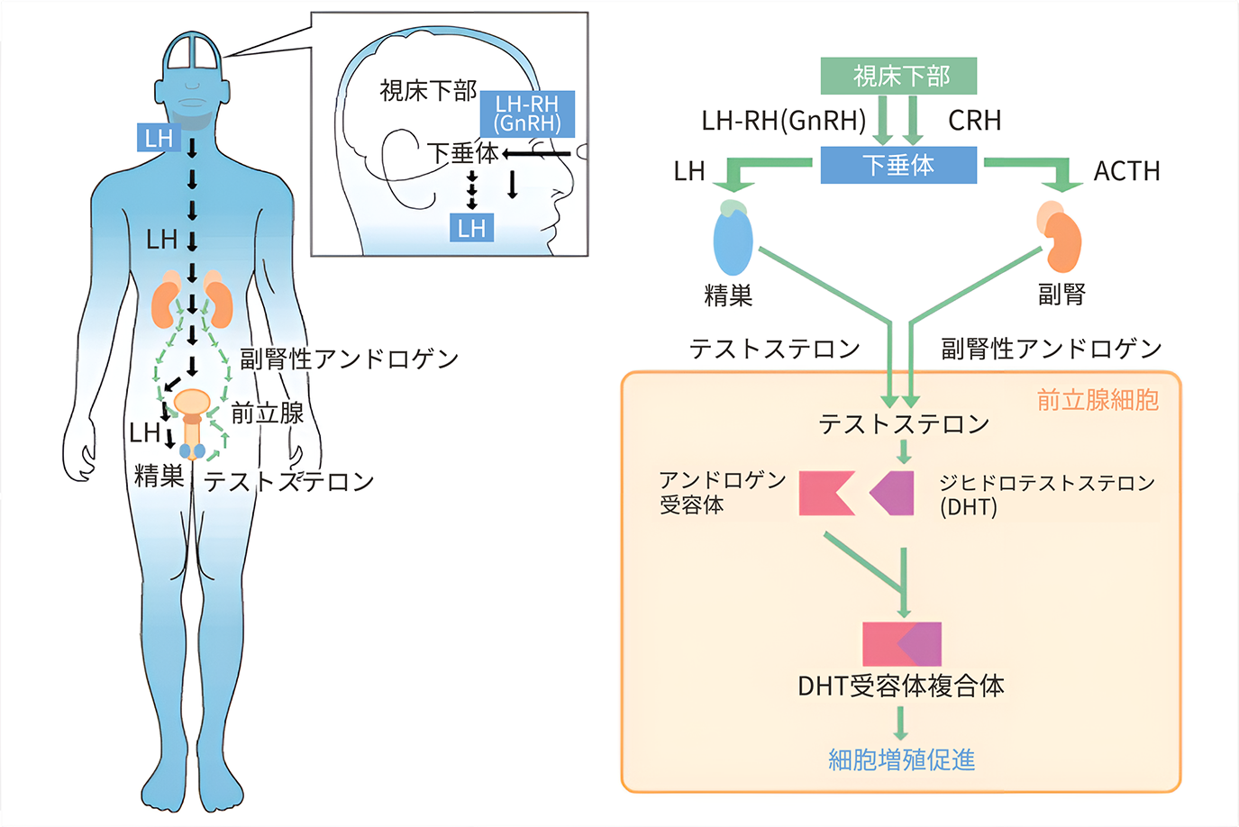 男性ホルモンとの関係