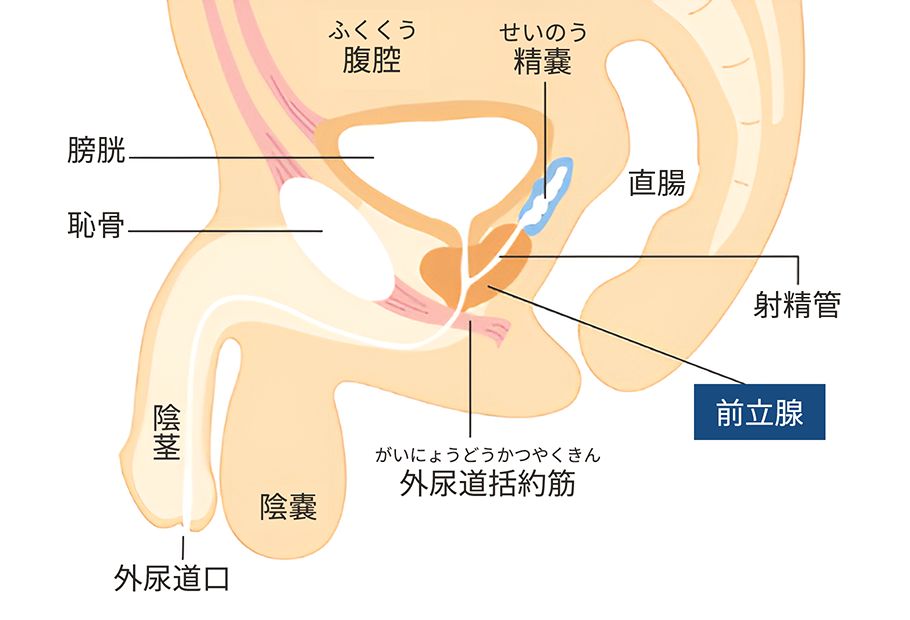 図：前立腺はどこにあるの？