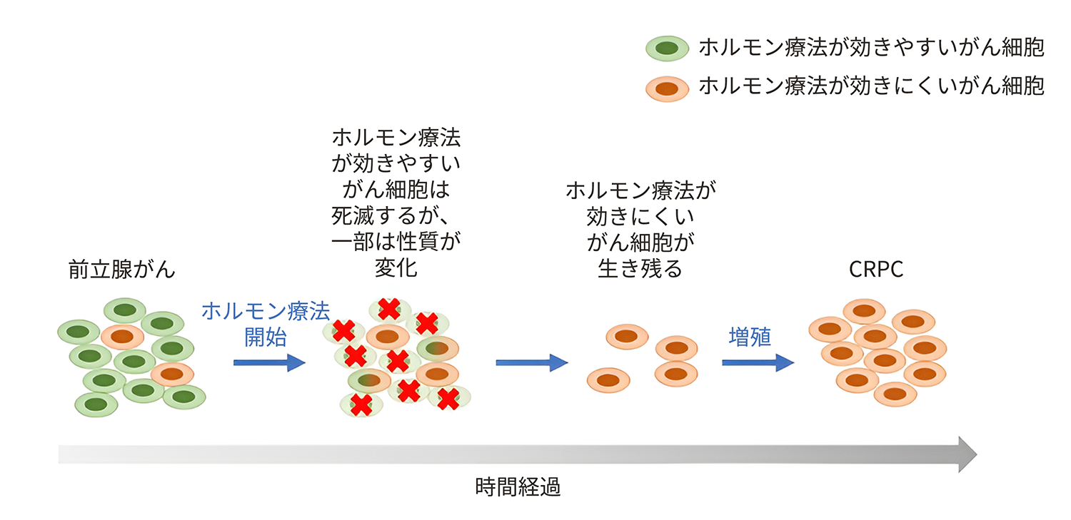 なぜCRPCになるの？