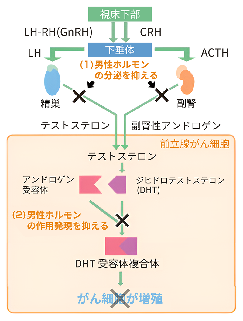 内分泌療法（ホルモン療法）